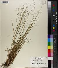 Eragrostis elliottii image