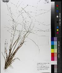 Eragrostis refracta image