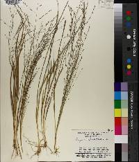 Eragrostis refracta image