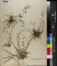 Eragrostis brownei image