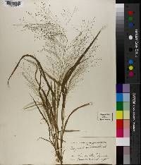 Eragrostis capillaris image