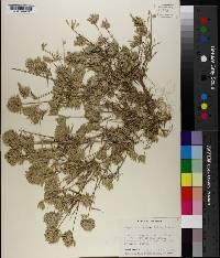 Eragrostis reptans image