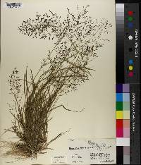 Eragrostis tracyi image