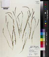 Eremochloa ophiuroides image