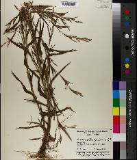 Hackelochloa granularis image