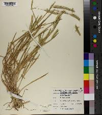 Hordeum pusillum image