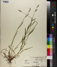 Hordeum pusillum image