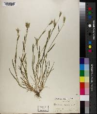 Hordeum brachyantherum image