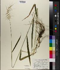 Elymus hystrix image