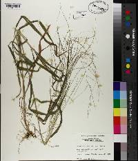 Leptochloa panicea image