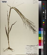 Leptochloa panicea subsp. brachiata image