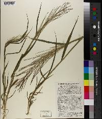 Leptochloa panicea image