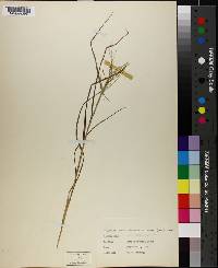 Leptochloa panicea subsp. brachiata image