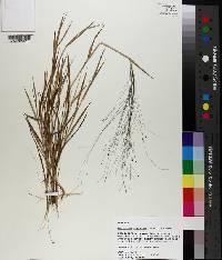 Digitaria cognata image