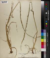 Lolium perenne subsp. multiflorum image