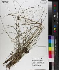 Muhlenbergia capillaris image