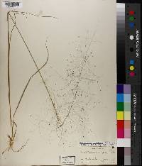 Muhlenbergia capillaris image