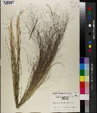 Muhlenbergia capillaris image