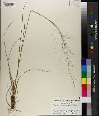 Muhlenbergia expansa image