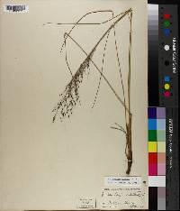 Muhlenbergia filipes image