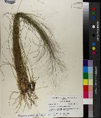 Muhlenbergia capillaris image