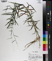 Muhlenbergia tenuiflora image