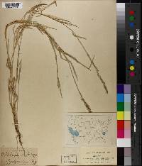 Muhlenbergia californica image