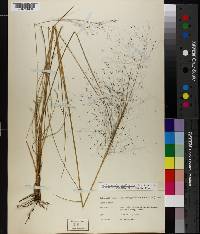 Muhlenbergia capillaris image