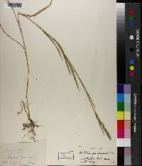 Muhlenbergia glomerata image