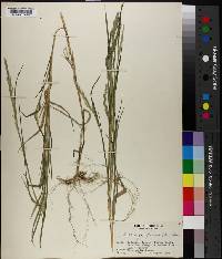 Muhlenbergia frondosa image