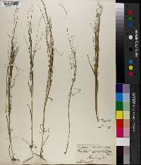 Muhlenbergia sobolifera image