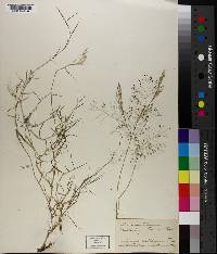 Muhlenbergia texana image