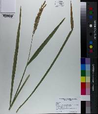 Oryza sativa image