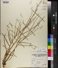 Panicum amarum subsp. amarum image