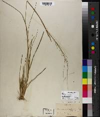 Panicum dichotomiflorum subsp. dichotomiflorum image