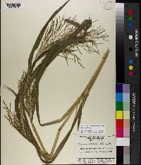 Panicum dichotomiflorum subsp. dichotomiflorum image