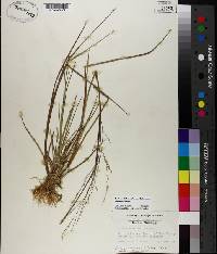 Panicum dichotomiflorum subsp. dichotomiflorum image