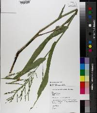 Panicum gymnocarpon image