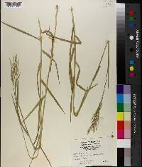 Panicum repens image