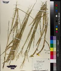 Panicum repens image