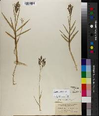 Panicum repens image