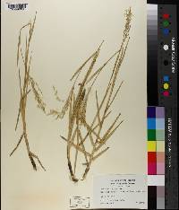 Panicum repens image