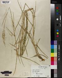 Panicum repens image