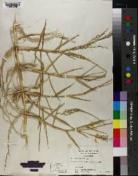 Panicum repens image