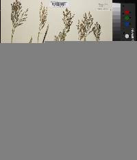 Panicum repens image