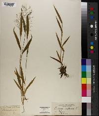 Panicum laxiflorum image