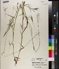 Panicum lindheimeri image