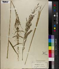 Panicum molle image