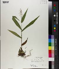 Panicum polyanthes image