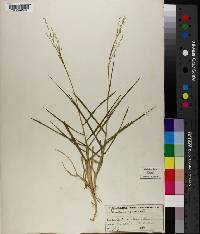 Panicum repens image